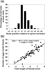 Image result for Cyperus breviradius