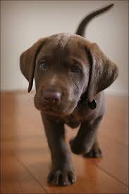 Cute Black And Brown Puppy Breeds Brown Is A Simple Earthy And Naturual Colour That Is Often Used In Replacement Of Black To Create Warmth Cute Animals Cute Dogs Puppies