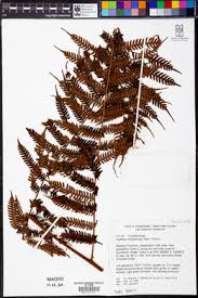 Image result for Cyathea mildbraedii