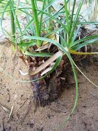 Image result for Ascolepis capensis