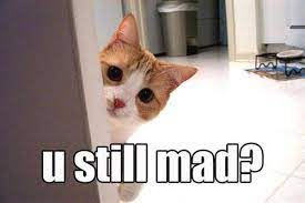 I M Sorry Quotes With Cats Or Dogs Quotesgram