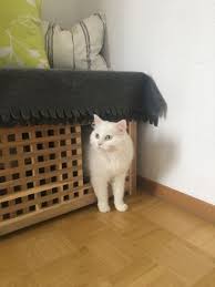 Bester Ikea Hack Fur Katzenbesitzer Das Diy Katzenklo Schnell Einfach Und Toll Versteckt Diy Katzenklo Katzen Klo Katzenklo