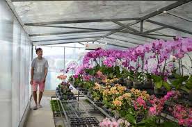 Maybe you would like to learn more about one of these? Lim Shiow Hong Gigih Usahakan Nurseri Orkid Utusan Borneo Online