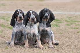 American Blue Gascon Hound Puppy Cutest Hound Dog Out There Need One Or 2 Coonhound Puppy Bluetick Coonhound Hound Breeds
