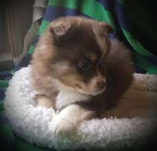 Live the amazing life of a dog owner and opt for one of our australian shepherd puppies for sale. Miniature Australian Shepherd Puppy For Sale Adoption Rescue For Sale In Griffin Georgia Classified Americanlisted Com