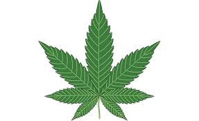 Clearing The Smoke Workplace Safety Issues Clouded By Medical Marijuana 2018 08 12 Ishn Herbicide weed, grass, herbaceous plant, grass png. clearing the smoke workplace safety