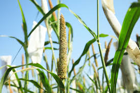 Image result for Cenchrus americanus