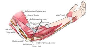 Tutorials and quizzes on muscles that act on the arm/humerus (arm muscles: Know Your Muscles The Shoulders And Arms Becoming Familiar With The Muscles That Make Up Your Body Has More Benef Muscle Diagram Leg Muscles Diagram Muscle