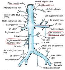 Imprimir 2 Renal Anatomy Quizlet Anatomy Flashcards Arteries Anatomy Radiology