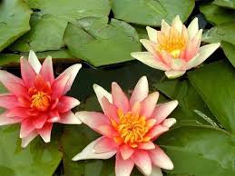 Hardy water lilies are available in white, red, pink, yellow, changeable, peach/orange, and now in purple. Sioux Hardy Changeable Water Lily