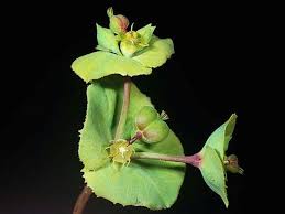 Image result for Euphorbia transvaalensis