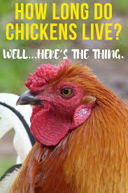 How Long Do Chickens Live Well Here S The Thing Pampered Chicken Mama Raising Backyard Chickens Chicken Livers Chickens Backyard Raising Backyard Chickens