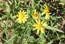 Image result for Senecio madagascariensis