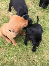 Puppies are pedigree and have been wormed and flead every two weeks! Kc Fox Red And Black Labrador Puppies In Durham Dogsandpuppies Co Uk