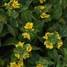 Image result for Lysimachia angustiloba