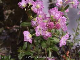 Image result for Laurembergia