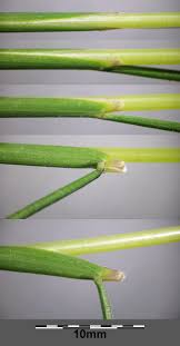 Image result for Avenella