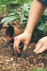 Check spelling or type a new query. Jump Start Your Seeds Finegardening