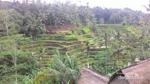 Pesona Sawah Terasering Bali Di Tegal Alang Ubud