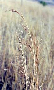 Image result for Hyperthelia dissoluta