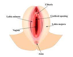 Large vaginia