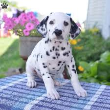 The name dalmatian derives from 'dalmatia', the likely region of origination. Dalmatian Puppies For Sale Ohio Petfinder