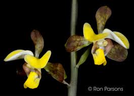 Image result for Eulophia streptopetala
