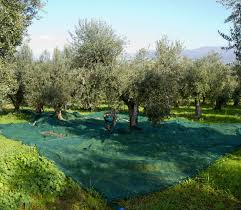 Filet Olive Noix Chataigne Recolte Fendu 50g 8x8 M