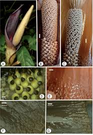 Image result for Amorphophallus goetzei