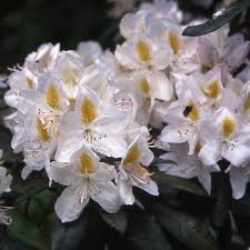 Rhododendron Madame Masson