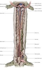 Mesovarium An Overview Sciencedirect Topics