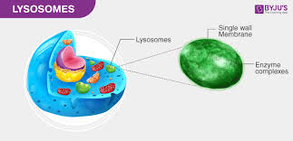Lysosome in animal cell function. Lysosomes Structure Definition Function Diagram