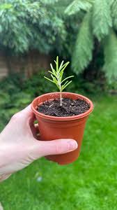 Image result for rosemary cuttings