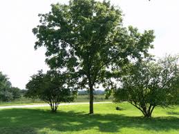 In spite of this, black walnuts make great shade trees for larger properties. Black Walnut Tree