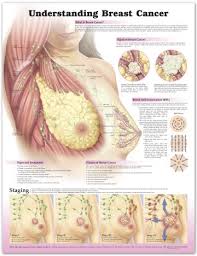 Breast Cancer Wall Chart Lfa 99758