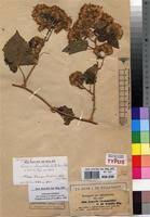 Image result for Mikaniopsis