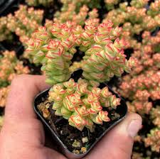 Image result for Crassula zombensis