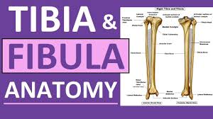 The bones of the appendicular skeleton provide support and flexibility at the joints and anchor the muscles that move the limbs. Tibia And Fibula Anatomy Of Leg Bones Anatomy Physiology Youtube