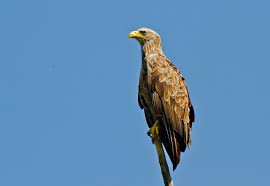 Incepem cu romantica venus, care se muta in fecioara din 22 iulie. Codalbul Haliaeetus Albicilla Este Cea Mai Mare PasÄƒre RÄƒpitoare Din Regiunea DunÄƒrii È™i Una Dintre Cele Mai Spectaculoase PÄƒsÄƒri Din Lunca È™i Delta Arbdd Administratia Rezervatiei Biosferei Delta Dunarii Facebook