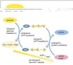 Atp and glucose are both molecules that organisms use for energy. Is Gluecose A Product Of Photosynthesis Is Used To Generate Atp Quizlet Ch 10 Mb Photosynthesis Flashcards Quizlet Glucose Is Used To Build More Complex Sugars Like Starch And Cellulose