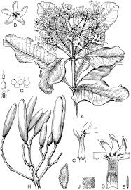 Image result for Landolphia letestui