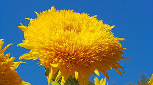 A general rule of thumb is to provide an inch (2.5 cm) of water per week depending upon weather conditions. Growing Sunflowers Plant Harvest Sunflowers Gilmour