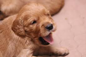 The are fantastic family dogs, great with children. Dark Red American Golden Retriever Puppy Yawning Windy Knoll Golden Retrievers