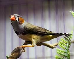 Suara burung kedasih ini erat dikaitkan . Mengenal Jenis Burung Emprit Harga Dan Suara
