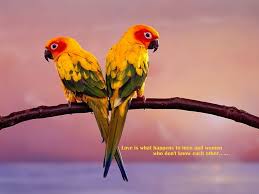 Larry bird wallpaper angry birds wallpaper tweety bird wallpaper. Love Bird Images 1080p 2k 4k 5k Hd Wallpapers Free Download Wallpaper Flare