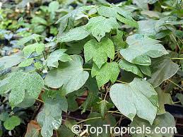Image result for Gyrocarpus