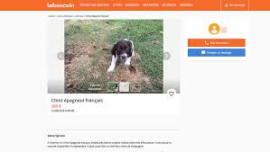 Par exemple, en mongolie, les yacks et les chevaux — notamment les poulains —, en pâture libre, sont plus touchés par la prédation de la panthère des neiges que les chèvres et les moutons, gardés. Vente D Animaux De Compagnie Ca Bouge Un Peu En Europe Fondation 30 Millions D Amis