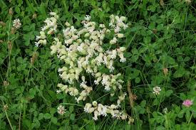 Image result for Silene burchellii