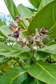Image result for Calotropis gigantea