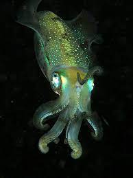 Pin On Octopus And Squid